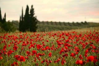 california-field-atm-sales